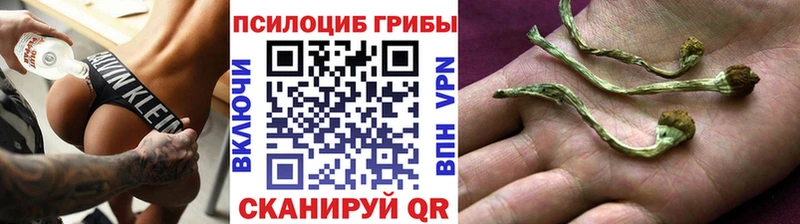 где найти наркотики  Кувшиново  Псилоцибиновые грибы MAGIC MUSHROOMS 